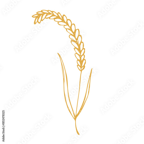 Hand drawn cereal wheat oat rye barley rice ears spikelet clipart Organic wheat bread agriculture farming harvest healthy food Single element for print packaging label design decor