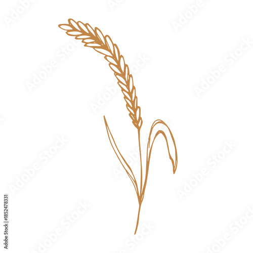 Hand drawn cereal wheat oat rye barley rice ears spikelet clipart Organic wheat bread agriculture farming harvest healthy food Single element for print packaging label design decor