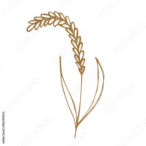 Hand drawn cereal wheat oat rye barley rice ears spikelet clipart Organic wheat bread agriculture farming harvest healthy food Single element for print packaging label design decor