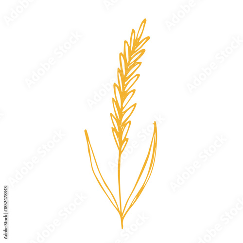 Hand drawn cereal wheat oat rye barley rice ears spikelet clipart Organic wheat bread agriculture farming harvest healthy food Single element for print packaging label design decor