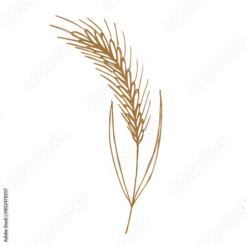 Hand drawn cereal wheat oat rye barley rice ears spikelet clipart Organic wheat bread agriculture farming harvest healthy food Single element for print packaging label design decor