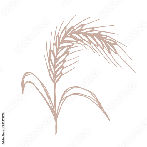 Hand drawn cereal wheat oat rye barley rice ears spikelet clipart Organic wheat bread agriculture farming harvest healthy food Single element for print packaging label design decor