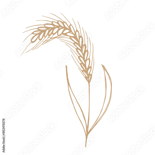 Hand drawn cereal wheat oat rye barley rice ears spikelet clipart Organic wheat bread agriculture farming harvest healthy food Single element for print packaging label design decor