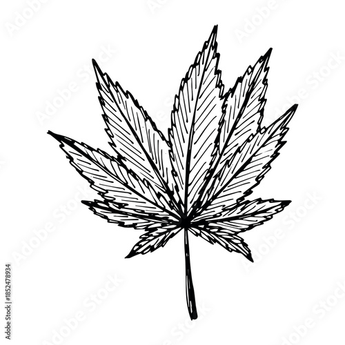 Hand drawn cannabis leaf Medicine marijuana Hemp leaves clipart in doodle style Single element for print, web, design, decor