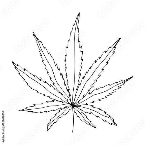 Hand drawn cannabis leaf Medicine marijuana Hemp leaves clipart in doodle style Single element for print, web, design, decor