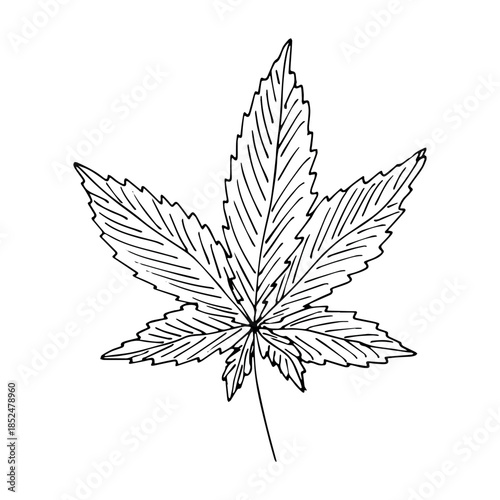 Hand drawn cannabis leaf Medicine marijuana Hemp leaves clipart in doodle style Single element for print, web, design, decor