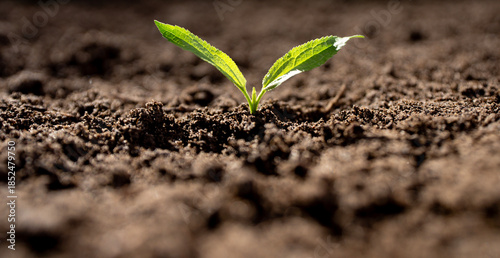 Young green plant sprouts from fertile soil. Eco earth. Eco farming concept with sprout. Environmental eco concept. Spring greenery plant. Seedling growing in rich soil. Eco cultivation and earth care