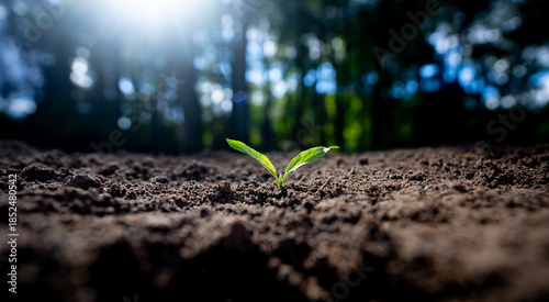 Foto Seedling sprouts from fertile soil
