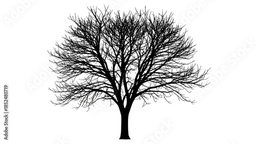 Silhouette of a bare tree with intricate branches against a white background.