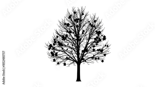 Silhouette of a deciduous tree with sparse leaves in winter.
