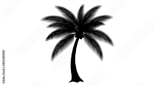 Silhouette of a tropical palm tree with lush fronds.