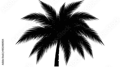 Silhouette of a Tropical Palm Tree with Lush Fronds.