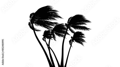 Silhouette of Palm Trees Swaying in Strong Wind Against White Background.