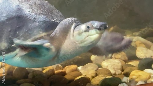 A pig-nosed turtle swimming in the fish tank.