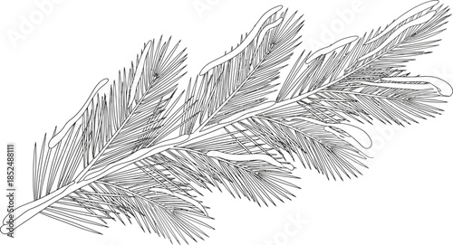 Black and white line art illustration of a pine branch with snow or icing details, perfect for winter