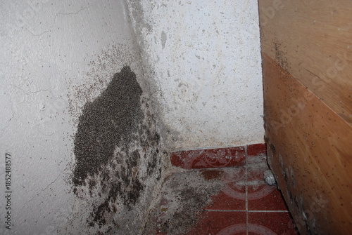 Ant infestation with large nest on concrete wall and insects attacking wooden wardrobe furniture