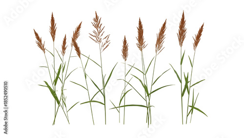 Cattails isolated on transparent background with vibrant green and brown hues