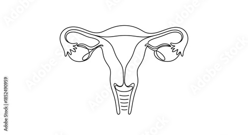 Detailed anatomical drawing of the female reproductive system