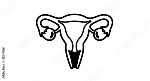A simple illustration of a female reproductive system