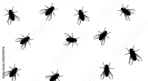 Black silhouette of multiple cockroaches