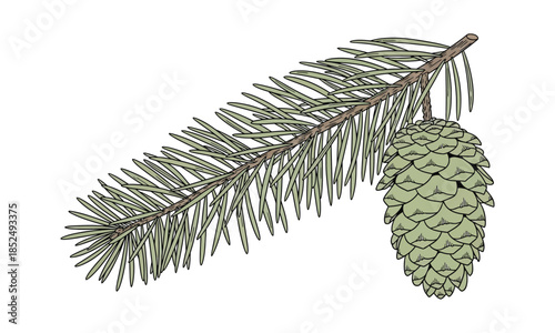 A detailed green spruce branch with needles and a cone