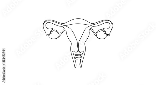 Female reproductive system