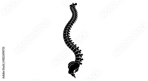 Spine and skull illustration