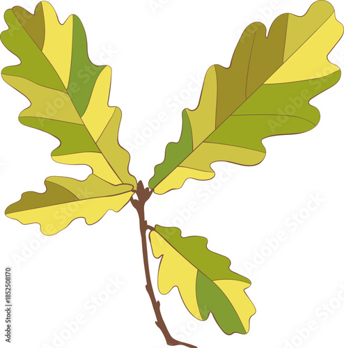 Hand-drawn green-yellow colored autumn oak leaves branch isolated on white background. Flat and line style vector illustration.