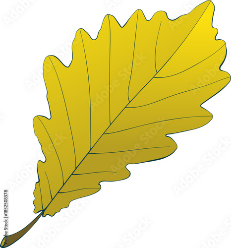 Hand-drawn yellow colored autumn single withered oak leaf isolated on white background. Flat and line style vector illustration. 