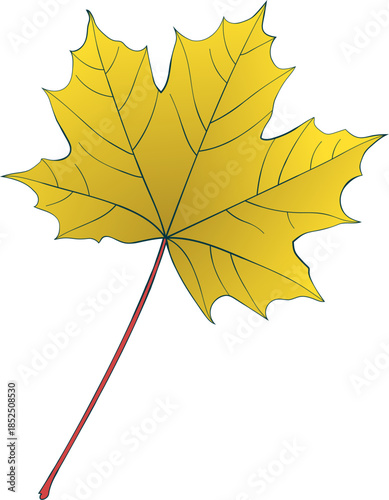 Hand-drawn gold fall colored single maple leaf isolated on white background. Flat line style vector illustration. 