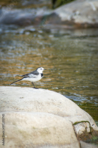 White Wagtail Standing Near Flowing River in the Wild