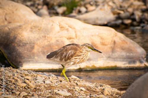 Indian Pond Heron Resting Near Flowing River