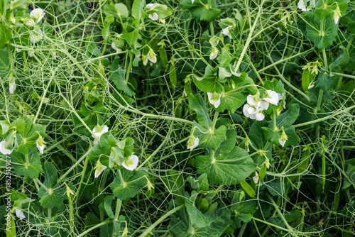Peas plants grow stand supported by tendrils