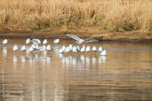 Gulls are standing on the ice on a recently frozen pond.
