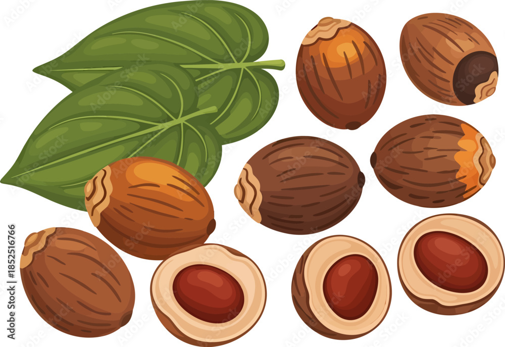 Fototapeta premium Almonds and Almond Nut Illustration Set.