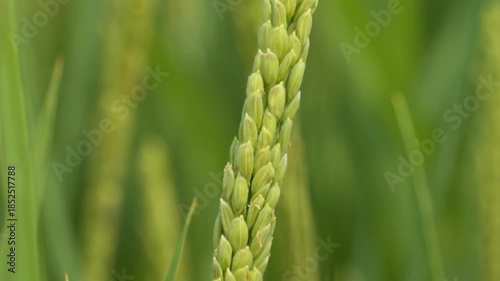 Ripening Grain Spike in Rural Field - Harvest Season Close-up