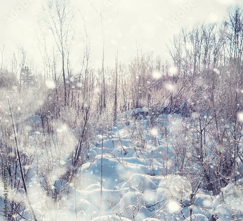 Winter forest landscape. Tall trees under snow cover. January frosty day in the park.