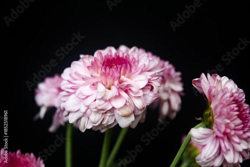 pink chrysanthemum flower isolated on black background
