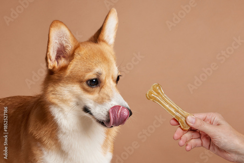 Photos Corgi licking nose waiting for dental chew treat in owner hand