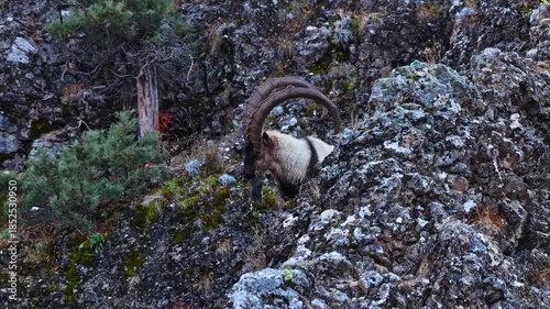 Aerial view of the mountain ibex in the forest