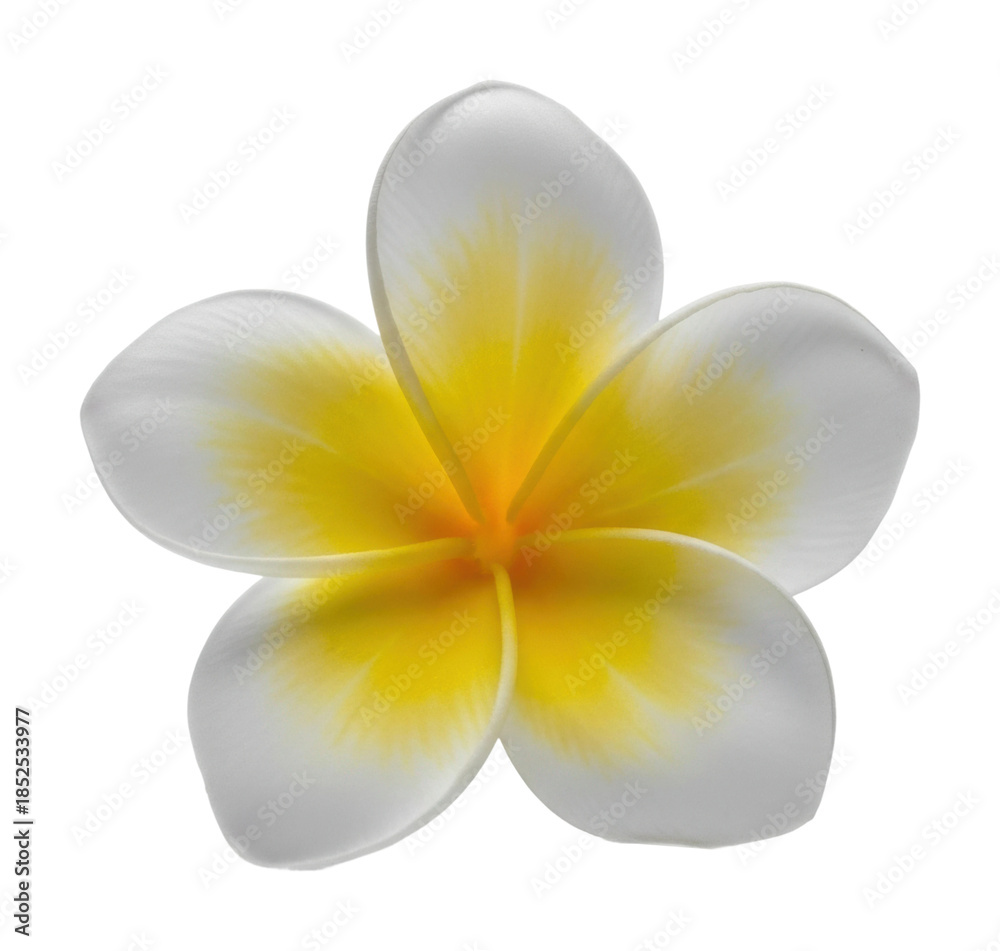 Fototapeta premium Vibrant flower bloom tropical garden nature isolated on transparent background