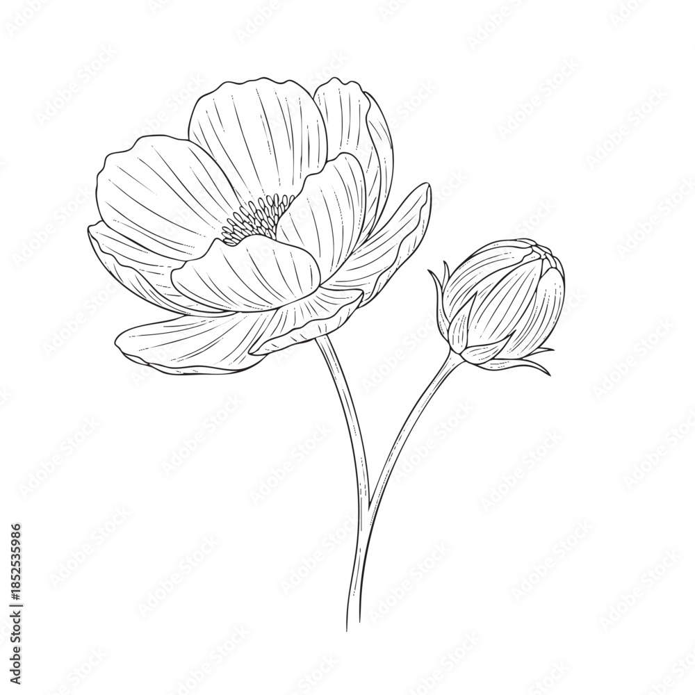 Obraz premium Detailed line of a poppy flower with an unopened bud on a stem line botanical unopened bud petals