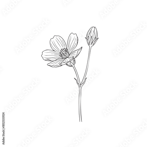 Detailed line of a single poppy flower with an unopened bud on a long stem line botanical single flower