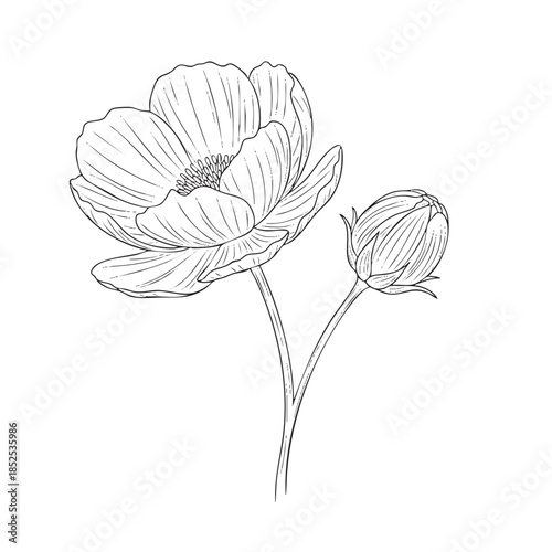 Detailed line of a poppy flower with an unopened bud on a stem line botanical unopened bud petals
