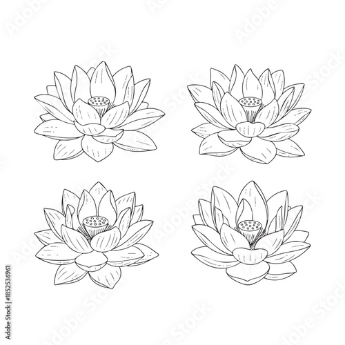 Four detailed line of lotus flowers with intricate petals and central seed pods line botanical petals