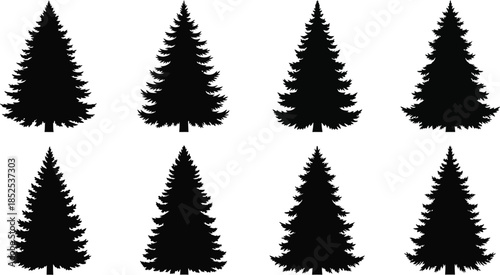 Collection of black spruce trees in various shapes on transparent background silhouette