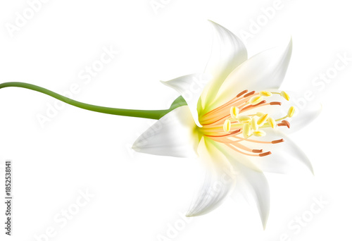  Night-blooming cereus flower isolated on white background, large white petals, dramatic form.