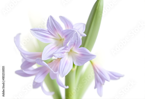  Water hyacinth flower isolated on white background, lavender petals, aquatic elegance.
