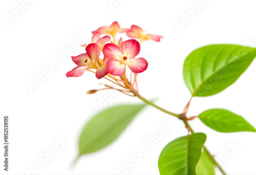  Rangoon creeper flower isolated on white background, color-changing petals, graceful stem.