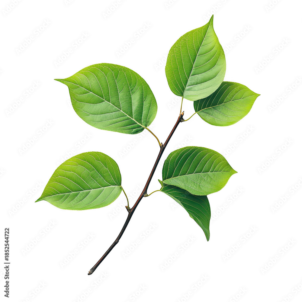 Fototapeta premium A close-up view of a green branch with multiple leaves. their texture and shape against a clean white background. ideal for nature-themed projects and designs